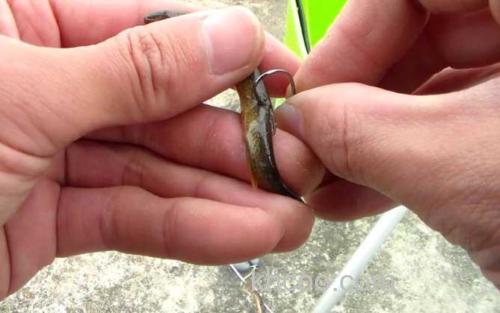 泥鳅钓鱼_2