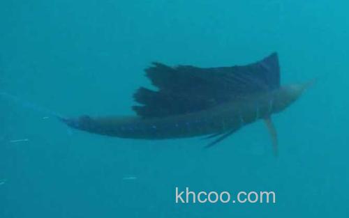 旗鱼_2