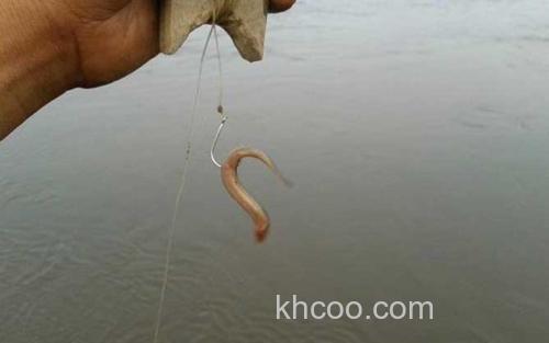 泥鳅钓鱼_2