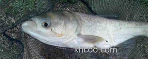 花鲢_0