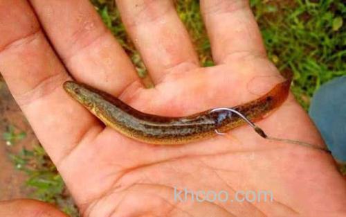 泥鳅钓鱼_1