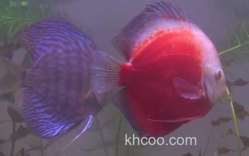 七彩神仙鱼_2