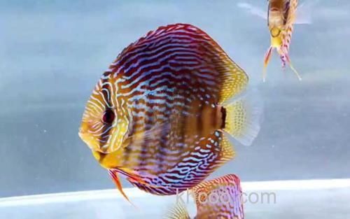 七彩神仙鱼_0