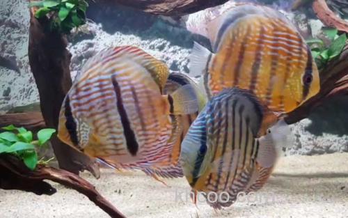 七彩神仙鱼_0