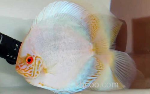 七彩神仙鱼_0