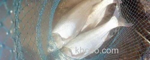 白鲢_0