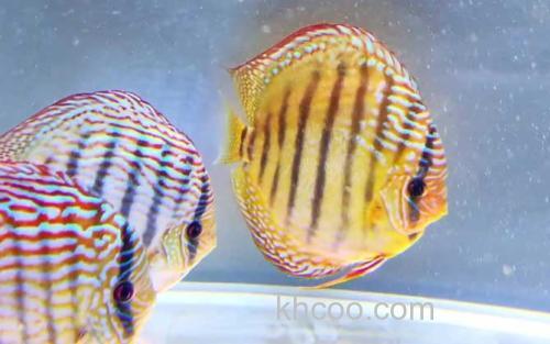 七彩神仙鱼_0