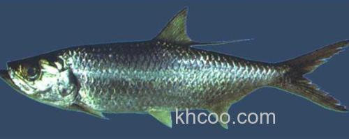大海鲢_0