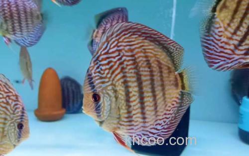 七彩神仙鱼_2