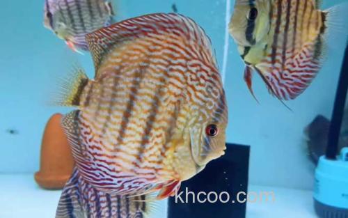 七彩神仙鱼_0