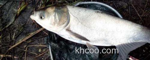 鲢鱼_0