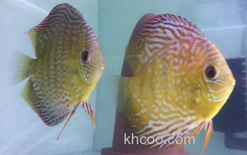 七彩神仙鱼_2