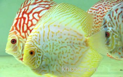 七彩神仙鱼_2