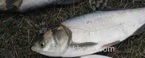 鲢鱼_0
