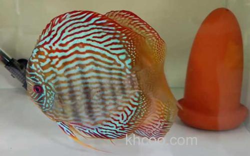 七彩神仙鱼_0