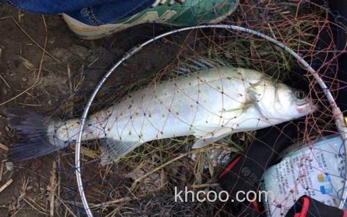 钓鲈鱼_1