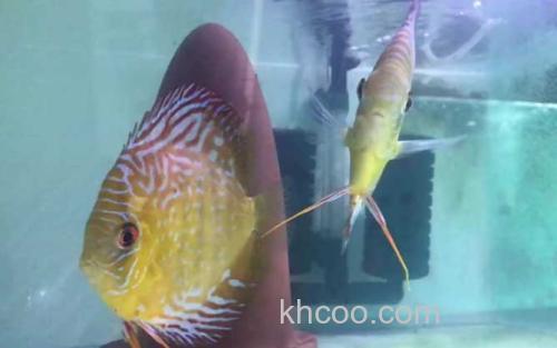 七彩神仙鱼_0