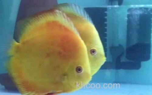 七彩神仙鱼_2