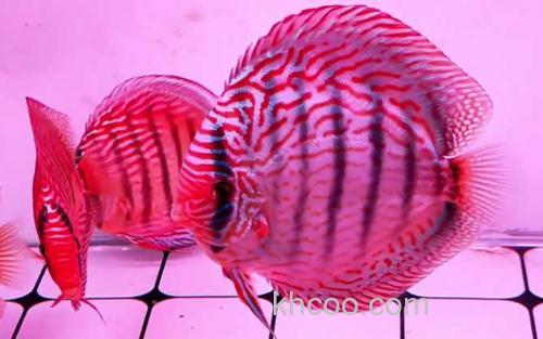 七彩神仙鱼_3