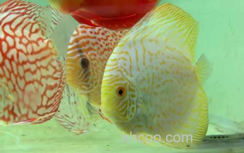 七彩神仙鱼_4