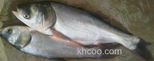 鲢鳙鱼_0