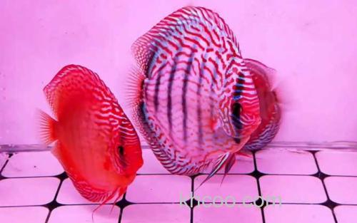 七彩神仙鱼_2
