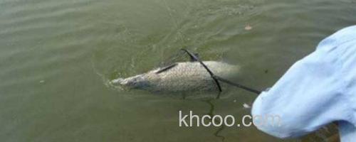 钓青鱼_0