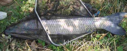 钓青鱼_0