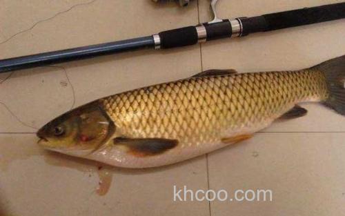 钓草鱼_1