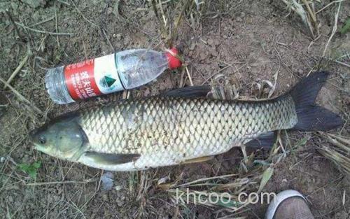 野钓草鱼_2