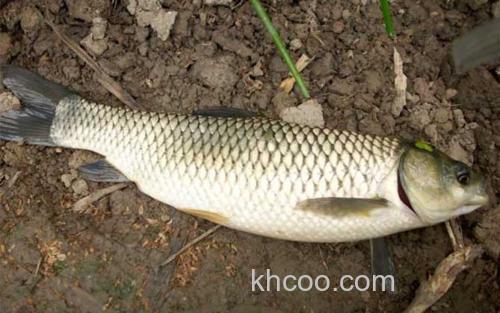 草鱼_3