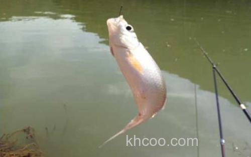 钓鲮鱼_1