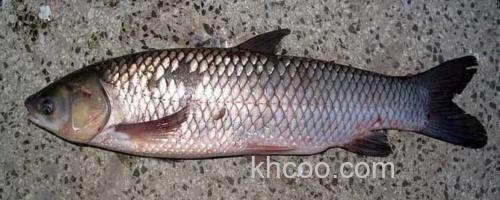 草鱼_0