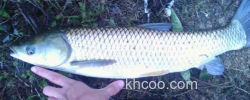 草鱼_0