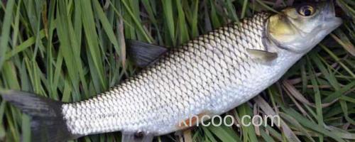 草鱼_0