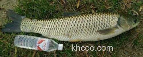草鱼_0