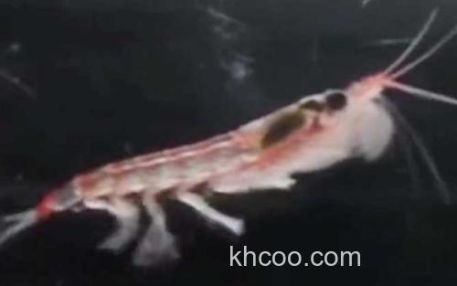 南极磷虾_1