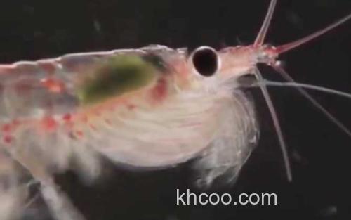 南极磷虾_3