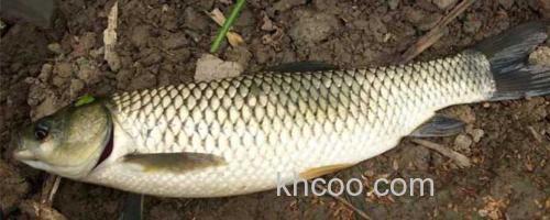 草鱼_0
