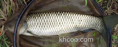 草鱼_0
