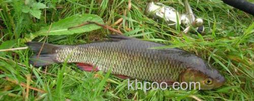 草鱼_0