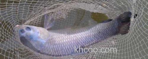 草鱼_0