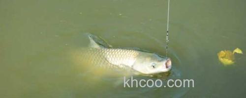 草鱼_0