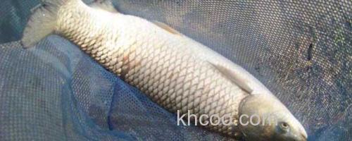 草鱼_0