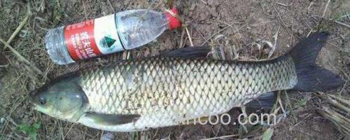 草鱼_0