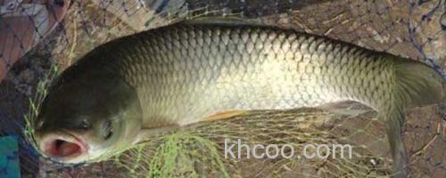 草鱼_0