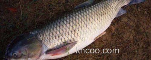 草鱼_0