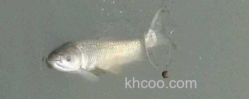 草鱼_0