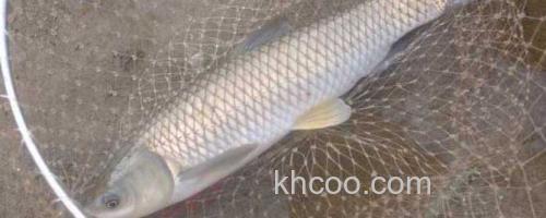 草鱼_0