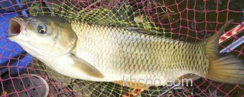 草鱼_0